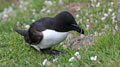 Mull, ile de  Lunga : pingouin torda, cormoran lapin